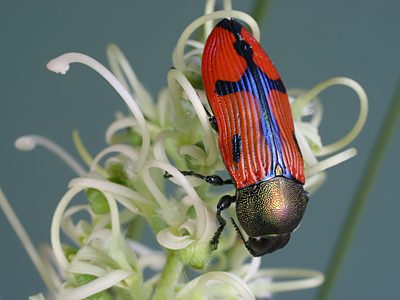 Castiarina tepperi, PL0836, male, on Grevillea pterosperma, EP